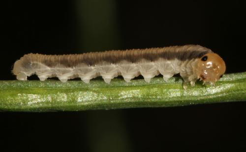 Réf. 298 567 : Macrophya ribis